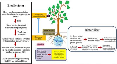 Frontiers | Plant-Mycorrhizal Fungi Interactions In Phytoremediation Of ...